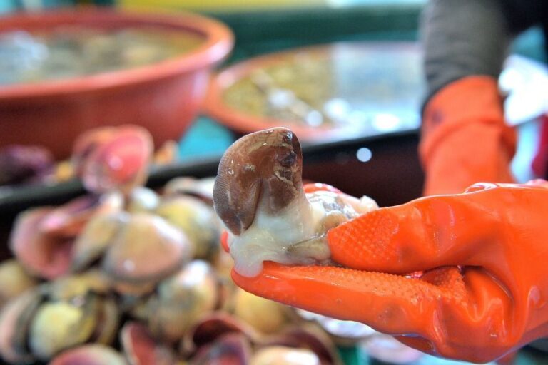 홍성남당항 새조개축제 2026: 현장 리포트 & 숙소 가이드