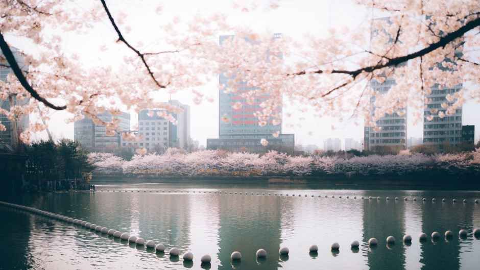 Songpa Lake Cherry Blossom Festival 2026: Your Essential Guide